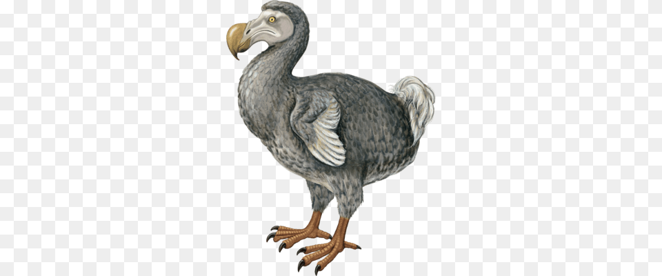 Dodo, Animal, Bird Png