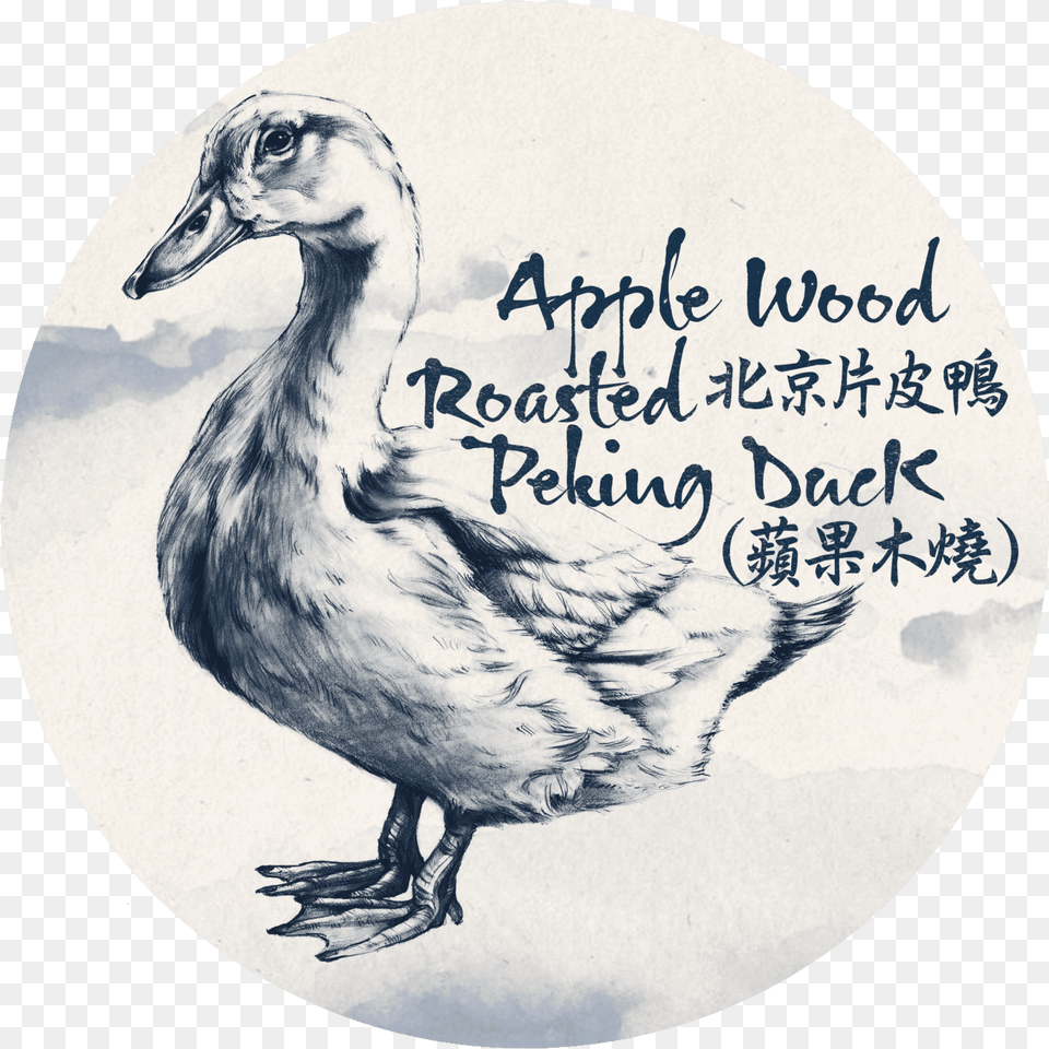 Dodo, Animal, Bird, Goose, Waterfowl Free Png Download