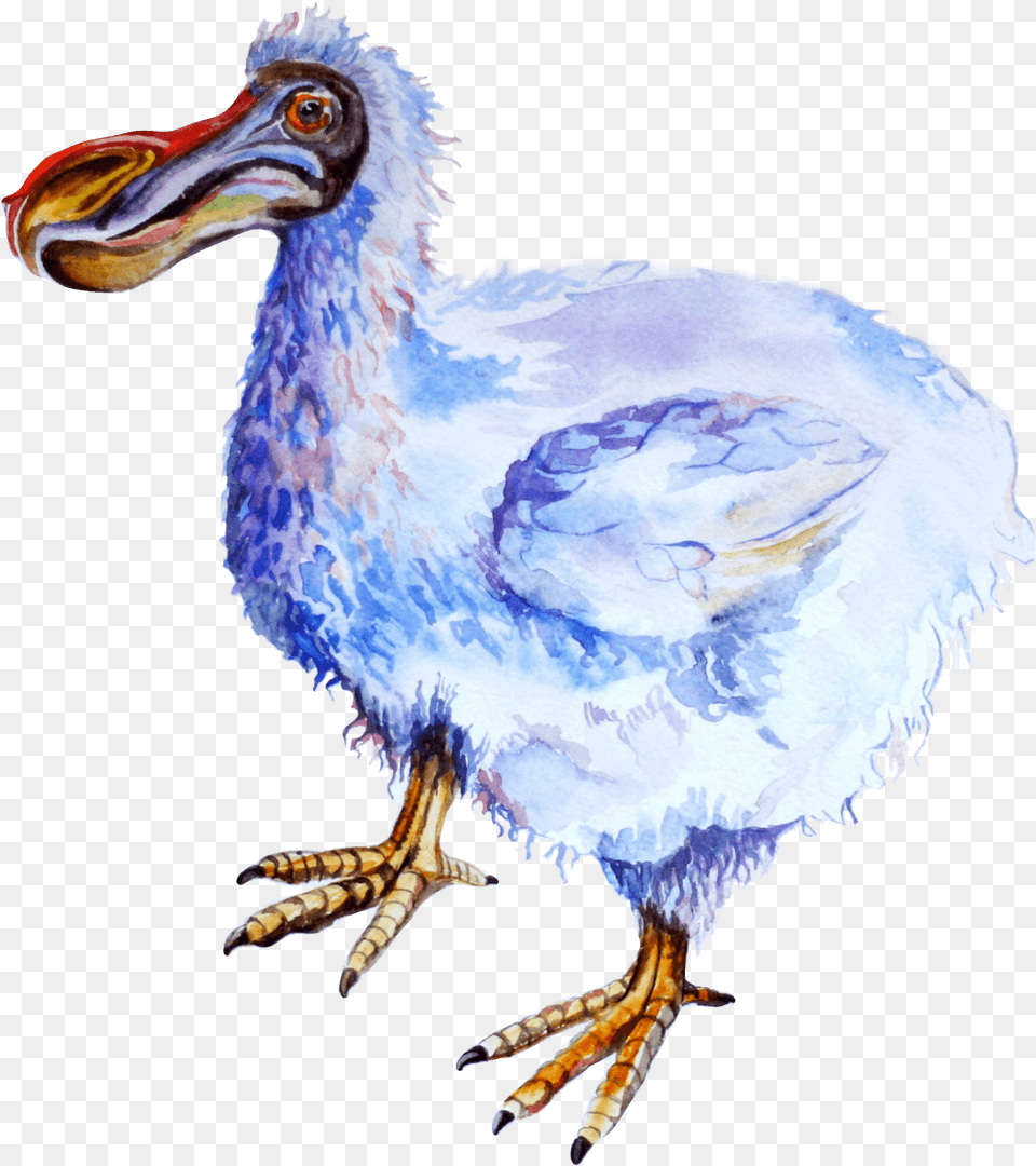 Dodo, Animal, Bird, Beak Png