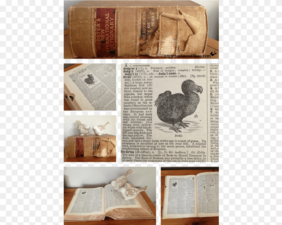 Dodo, Book, Publication, Animal, Bird Free Png