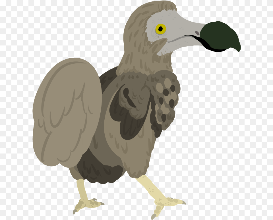 Dodo, Animal, Bird, Vulture, Beak Free Transparent Png