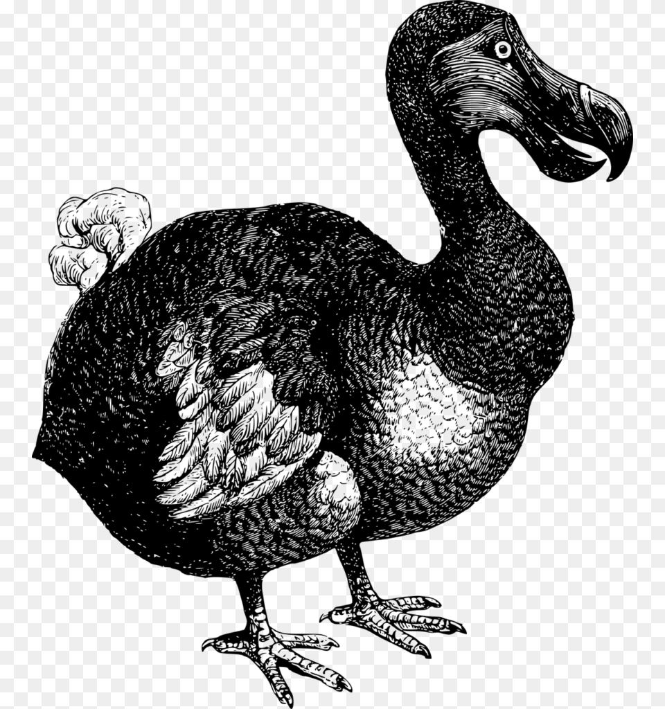 Dodo Bird, Gray Free Png