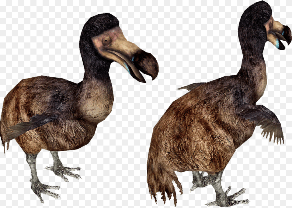 Dodo Bird Running Dodo, Animal Png