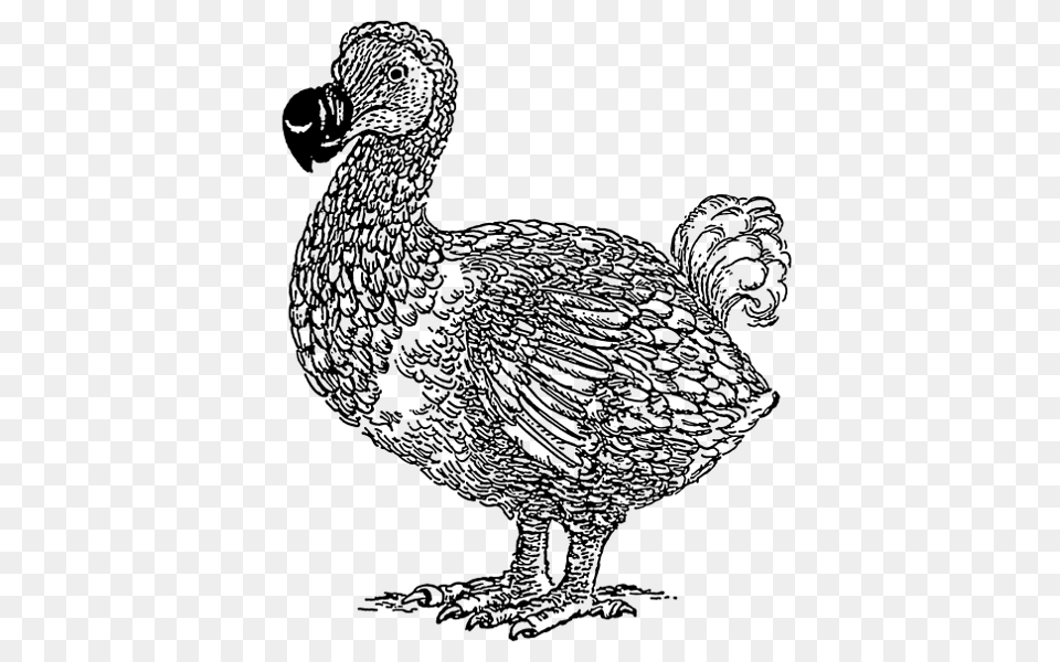 Dodo Clipart, Animal, Bird, Chicken, Fowl Free Transparent Png