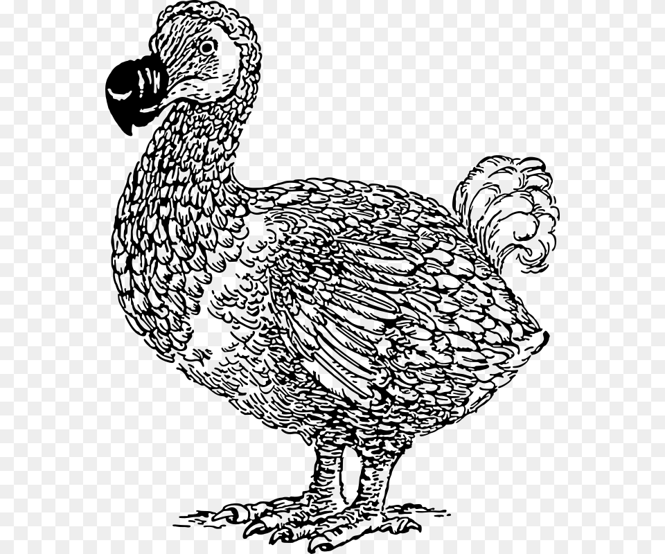 Dodo Dodo Bird Line Art, Gray Png