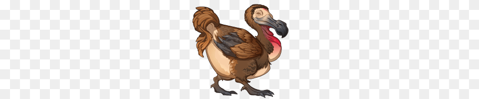 Dodo Illustration, Animal, Bird Png