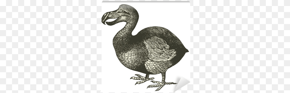 Dodo Illustration, Animal, Bird, Reptile, Snake Png