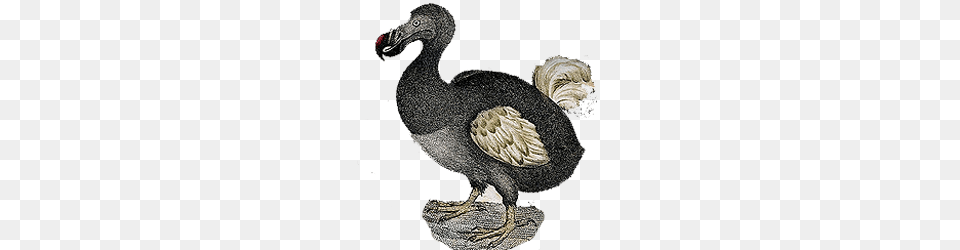 Dodo Vintage, Animal, Bird, Beak Png Image