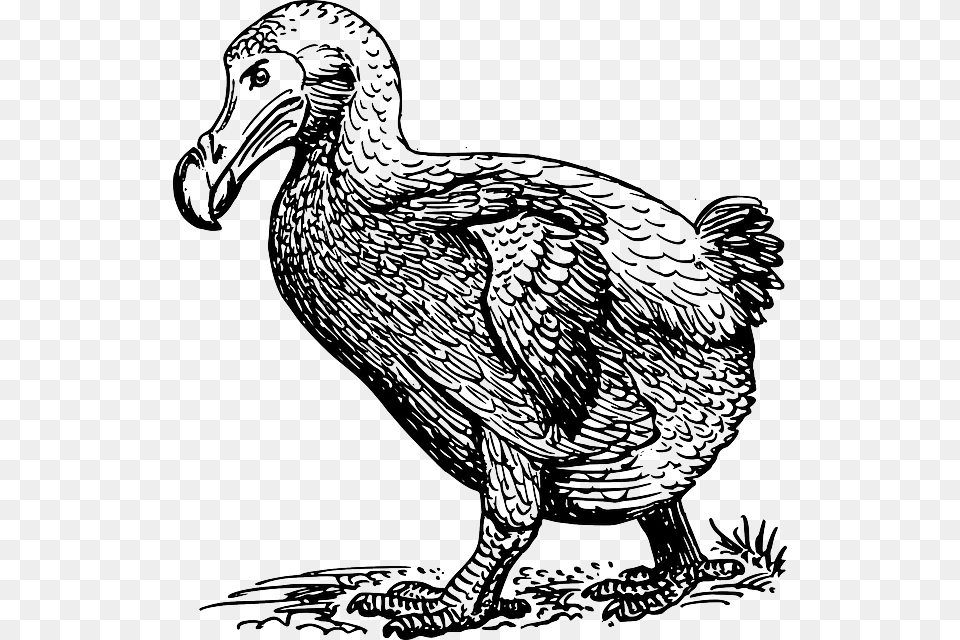 Dodo Walking Sketch Of Dodo Bird, Animal, Chicken, Fowl, Poultry Free Png