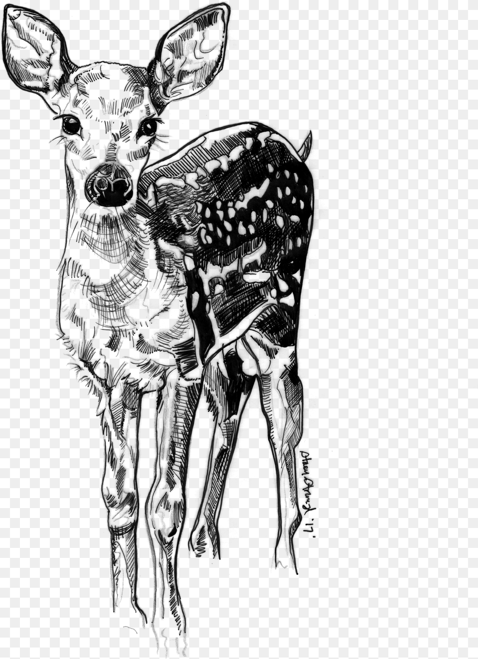 Doe, Gray Free Png Download