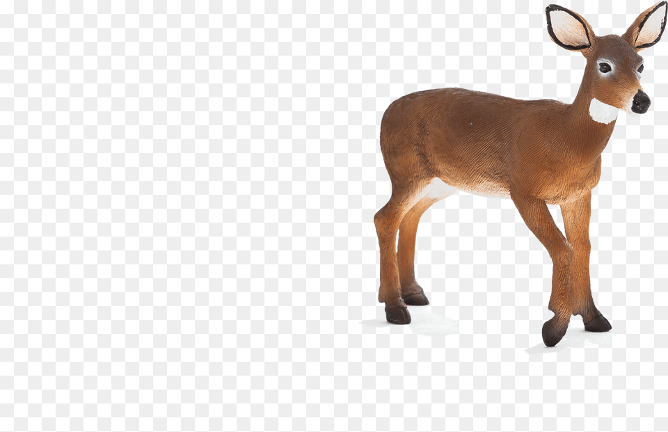 Doe, Animal, Deer, Mammal, Wildlife Png Image