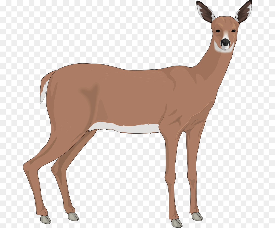 Doe Desktop Backgrounds Doe Clipart, Animal, Deer, Mammal, Wildlife Free Png Download