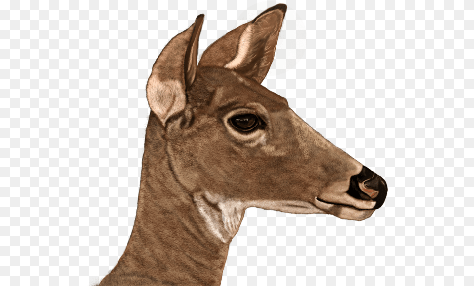Doe Digital Painting Art, Animal, Deer, Mammal, Wildlife Png Image