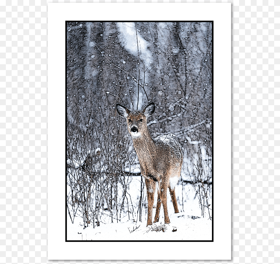 Doe In Snow Holiday Greeting Carddata Caption Poster Reh Schnee, Animal, Antelope, Deer, Mammal Png Image