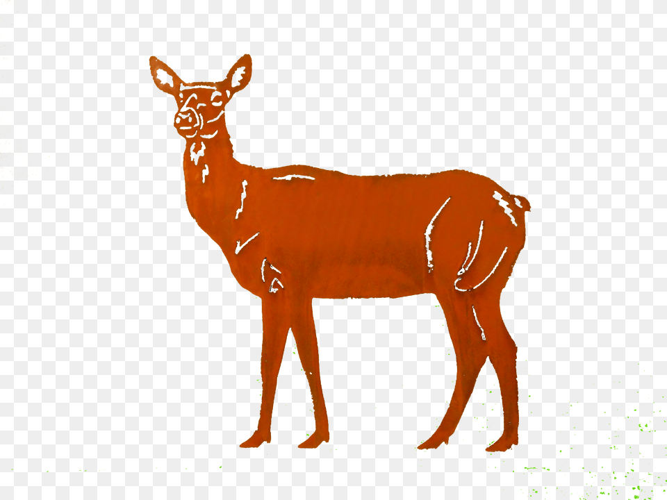 Doe Small Larger Image White Tailed Deer Png