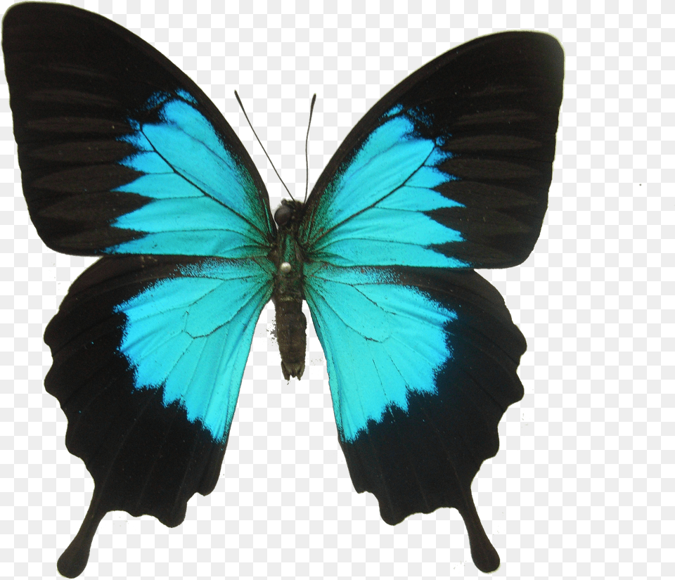 Does A Butterfly Eat, Animal, Insect, Invertebrate Png Image