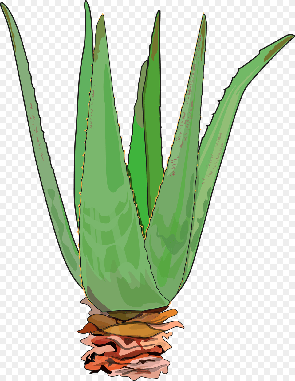 Does Aloe Vera Cure Candida, Plant, Animal, Fish, Sea Life Free Transparent Png
