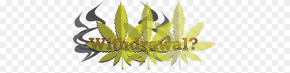 Does Marijuana Cause Withdrawals Illustration, Leaf, Plant, Weed, Hemp Png Image