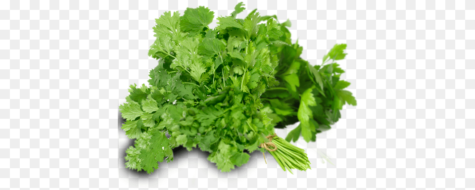 Does Parsley Look Like, Herbs, Plant Free Png Download
