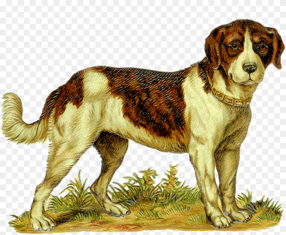 Does This Look Like A St, Animal, Canine, Dog, Hound Png