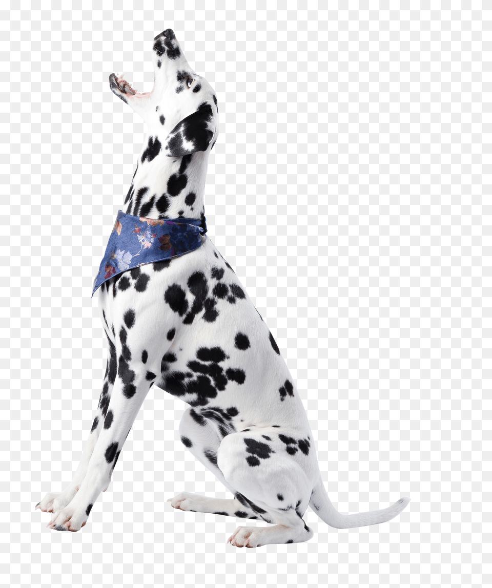 Dog 1 Image Dog, Animal, Canine, Mammal, Pet Free Png Download