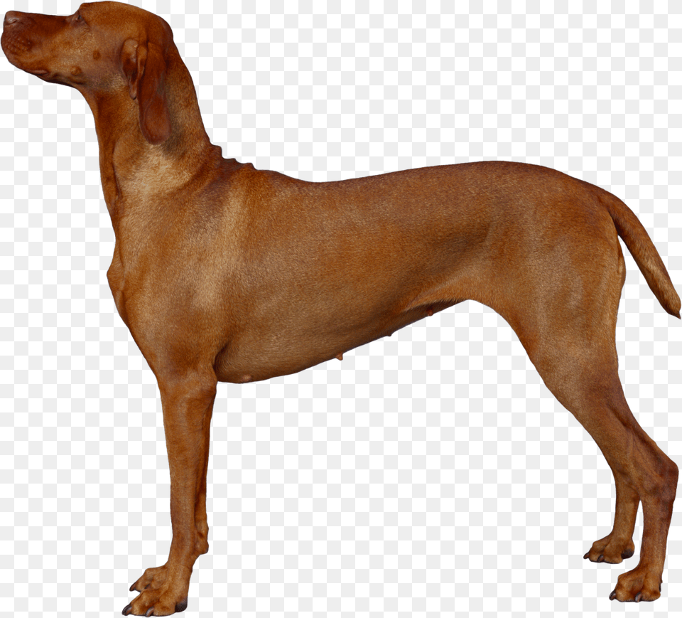 Dog, Animal, Canine, Mammal, Pet Free Png Download