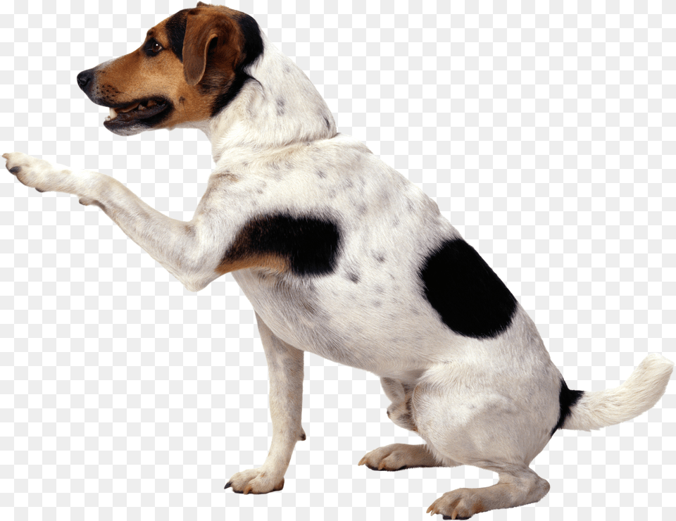 Dog, Animal, Canine, Hound, Mammal Free Png Download
