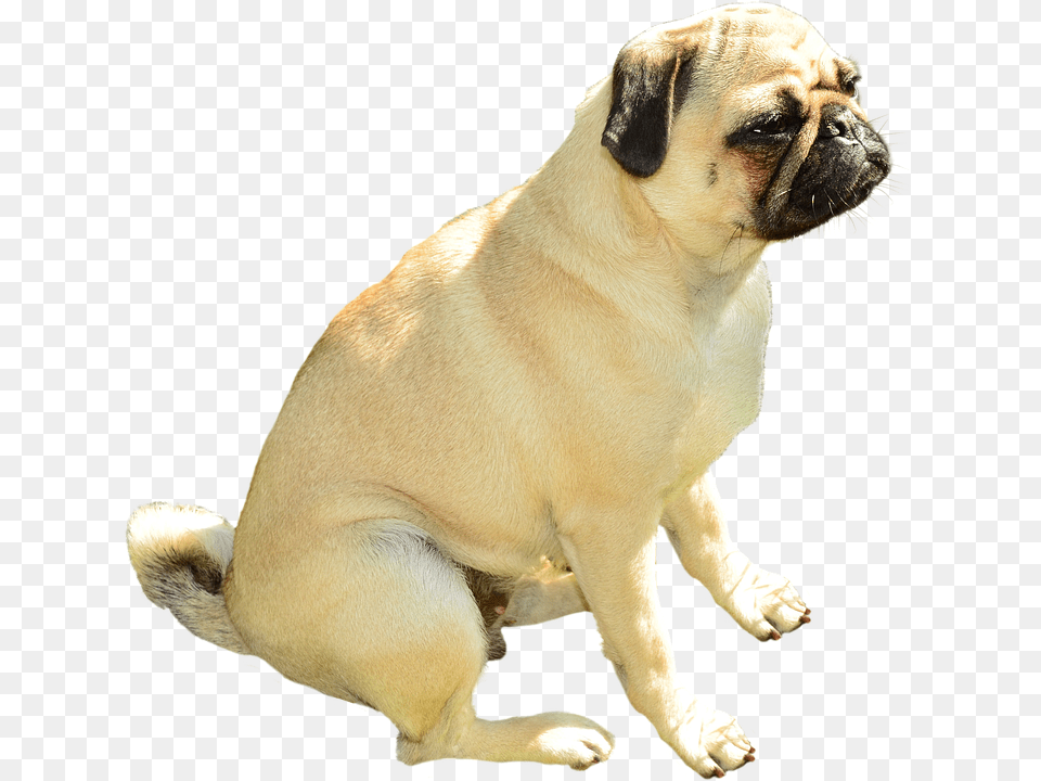 Dog Animal, Canine, Mammal, Pet Png Image