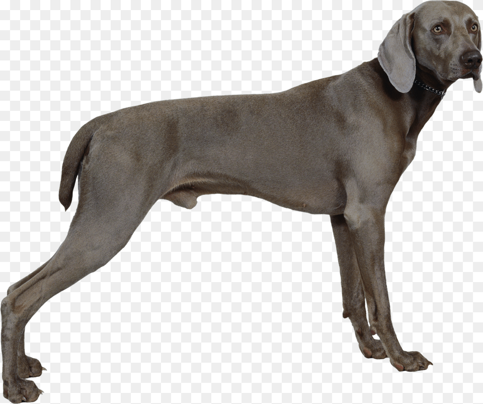 Dog, Animal, Canine, Mammal, Pet Free Png Download