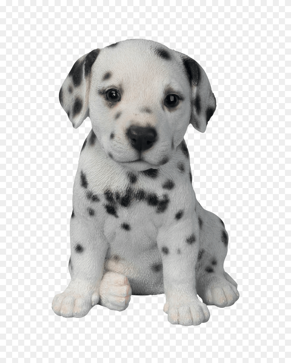 Dog, Animal, Canine, Mammal, Pet Free Png Download