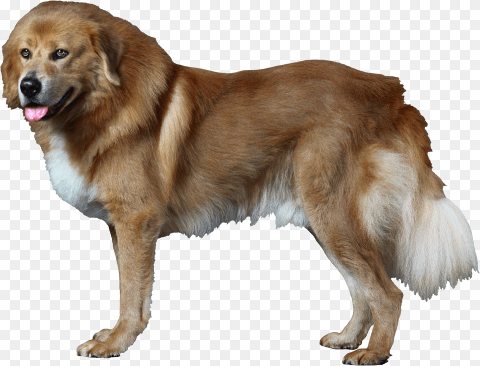 Dog, Animal, Canine, Golden Retriever, Mammal Png Image