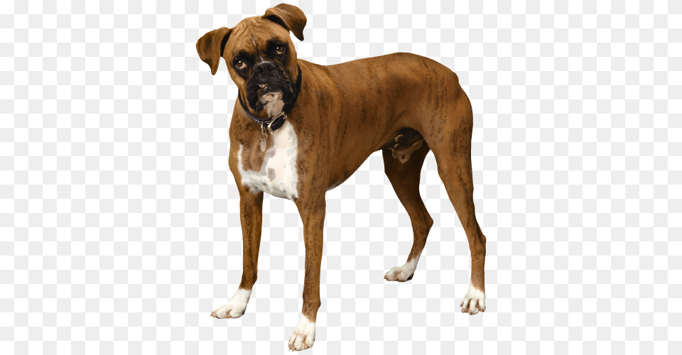Dog, Animal, Boxer, Bulldog, Canine Png