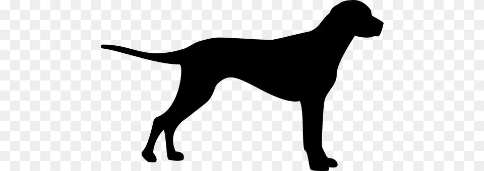 Dog Gray Free Png