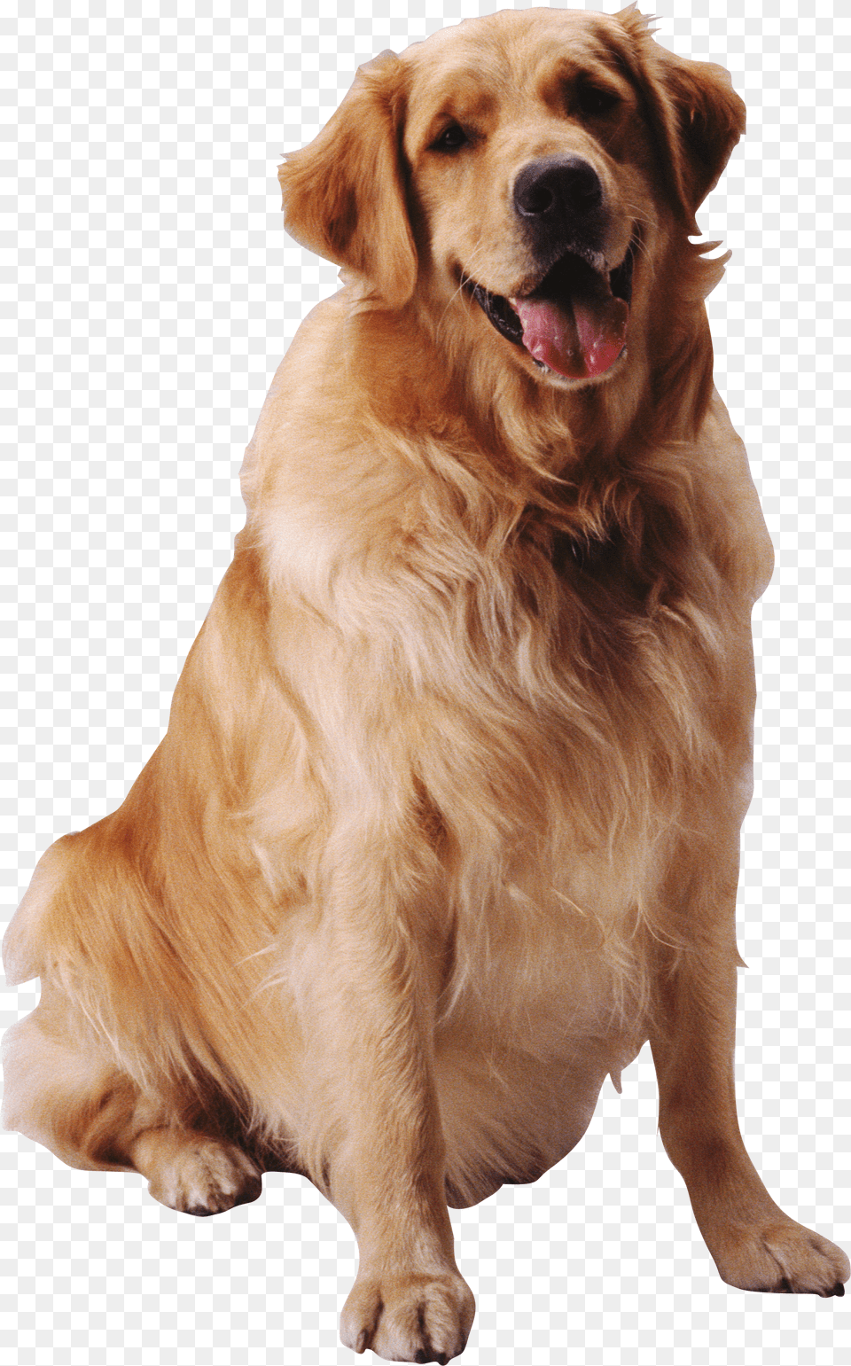 Dog Png