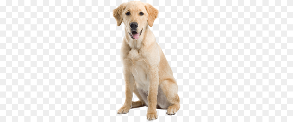 Dog, Animal, Canine, Golden Retriever, Mammal Png