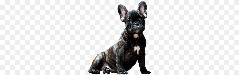 Dog, Animal, Bulldog, Canine, French Bulldog Free Png