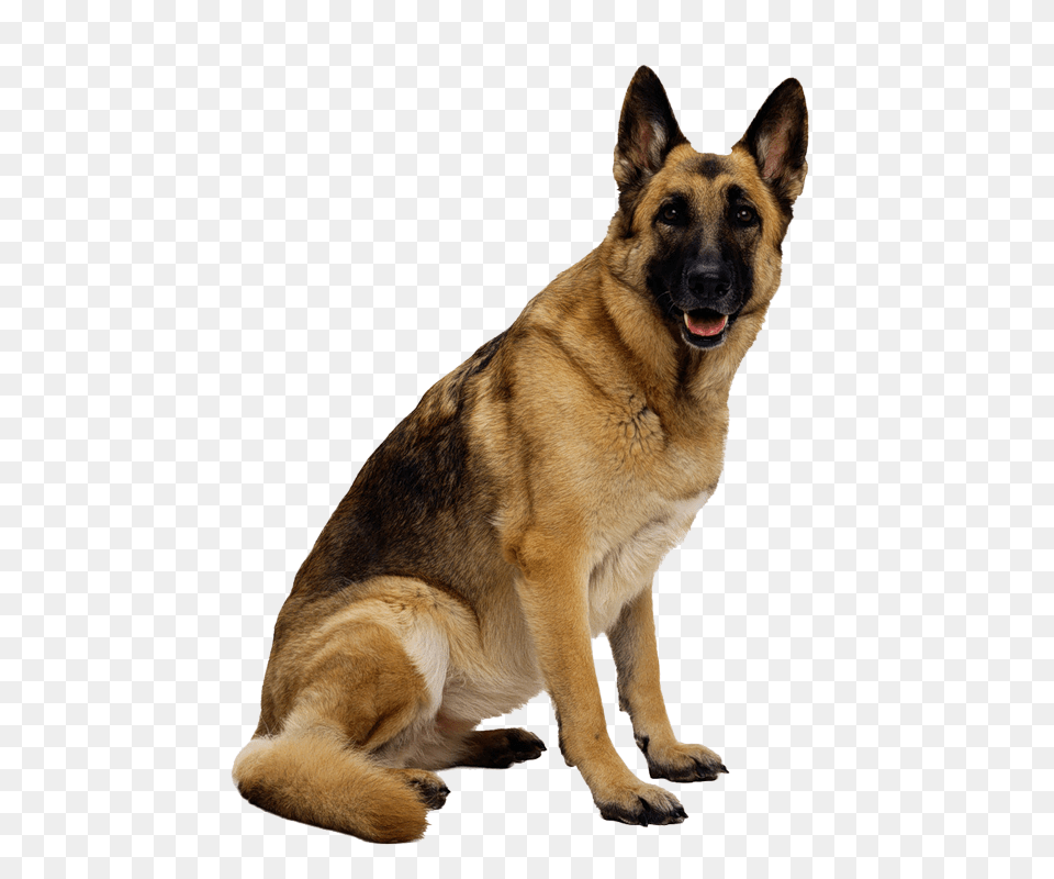 Dog, Animal, Canine, German Shepherd, Mammal Free Png