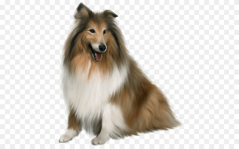 Dog, Animal, Canine, Collie, Mammal Free Png Download