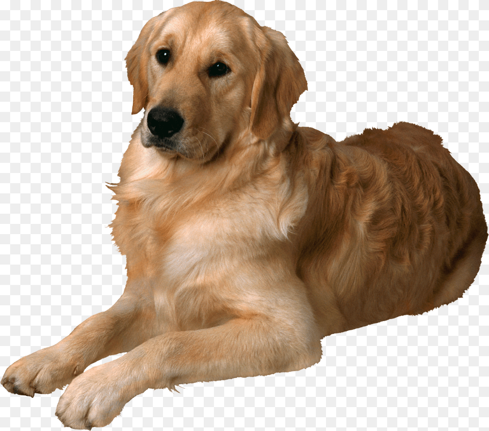 Dog, Animal, Canine, Golden Retriever, Mammal Png Image