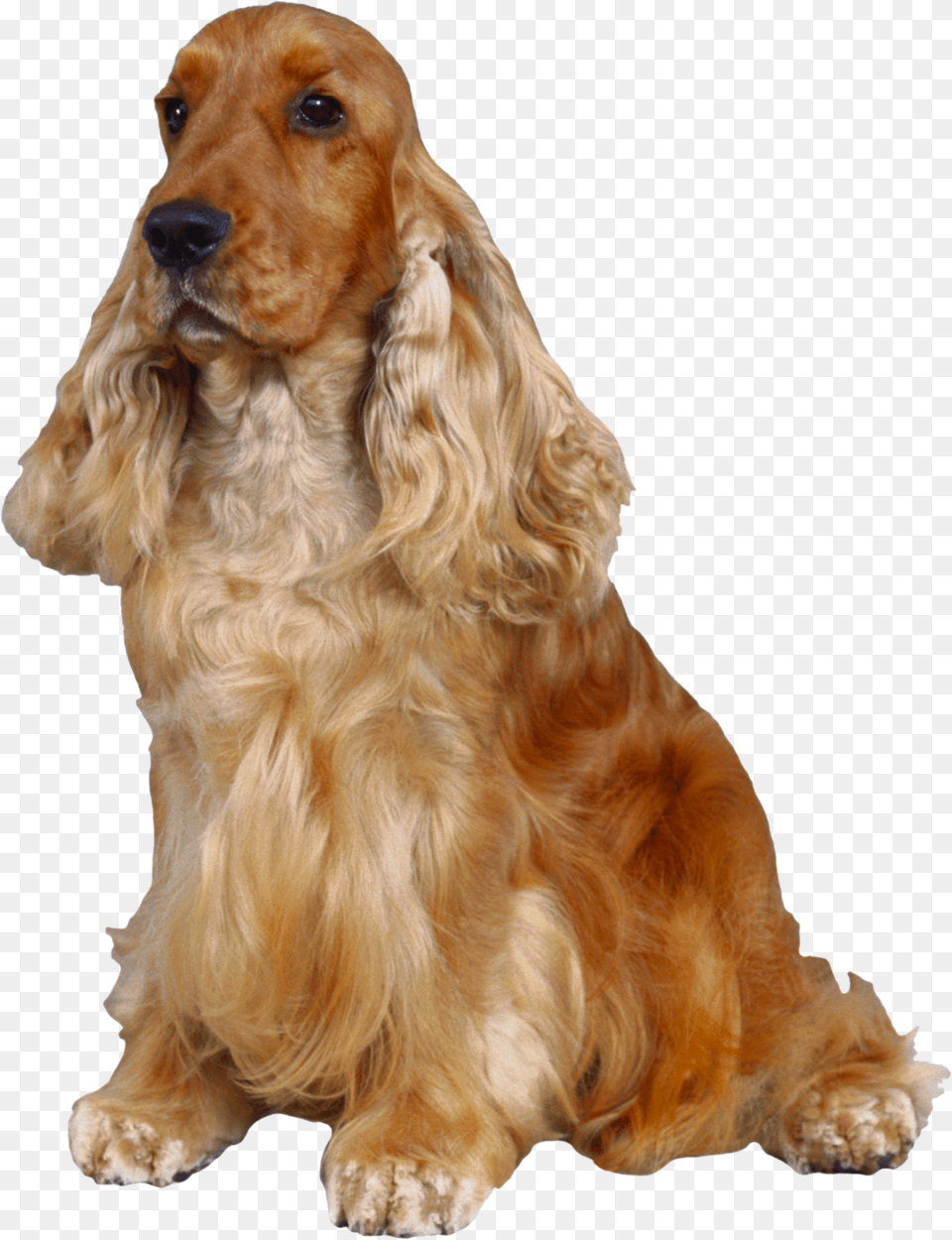Dog, Animal, Canine, Cocker Spaniel, Mammal Png Image