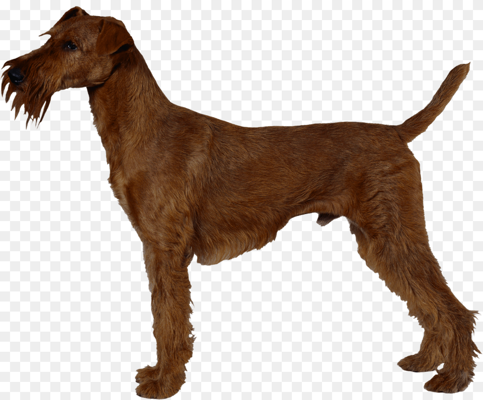 Dog, Animal, Canine, Mammal, Pet Free Transparent Png