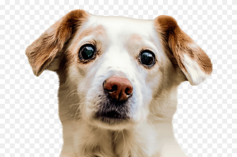 Dog, Animal, Canine, Mammal, Pet Png