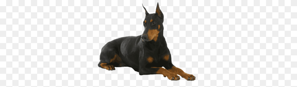 Dog, Animal, Canine, Mammal, Pet Free Transparent Png