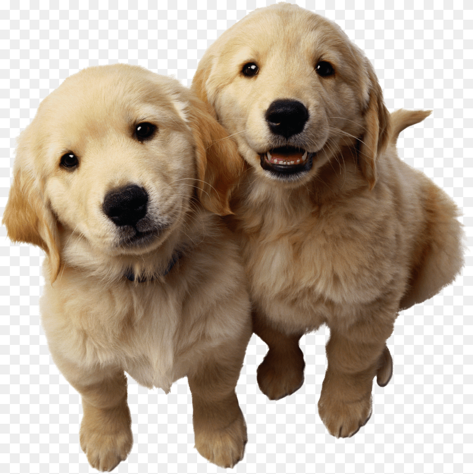 Dog Free Transparent Png