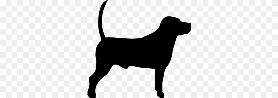 Dog Gray Png