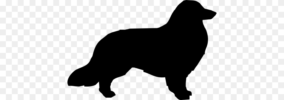 Dog Gray Png