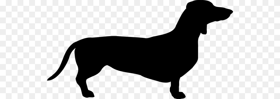 Dog Gray Free Png