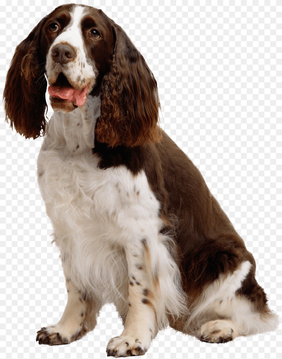 Dog Free Png Download