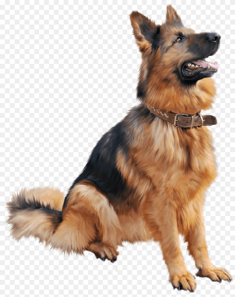 Dog, Animal, Canine, German Shepherd, Mammal Free Png
