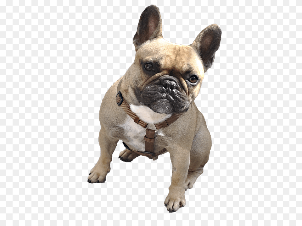 Dog Animal, Bulldog, Canine, French Bulldog Free Png Download